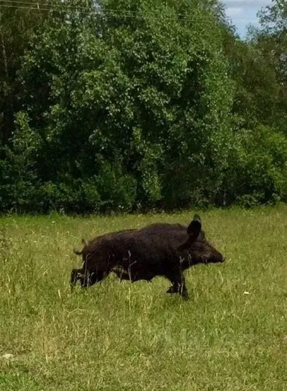 Дом в Новосибирская область, Черепановский район, с. Новошмаково ул. ... - Фото 2