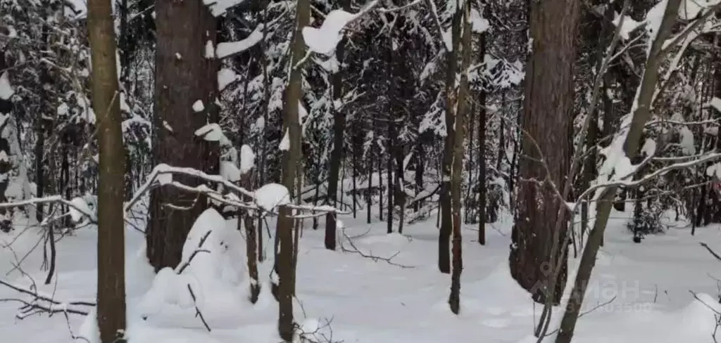 Участок в Московская область, Щелково городской округ, д. Огуднево  ... - Фото 1