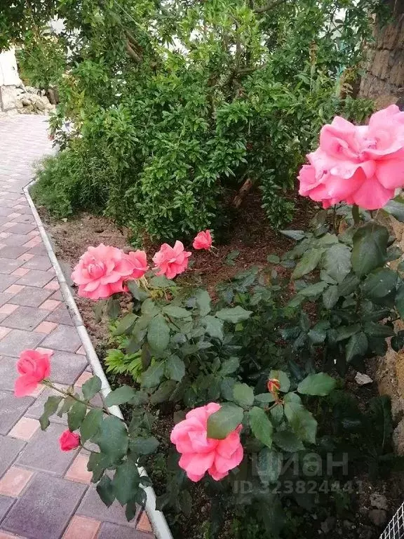 Дом в Крым, Черноморский район, с. Межводное ул. Амет-Хана Султана, 10 ... - Фото 2