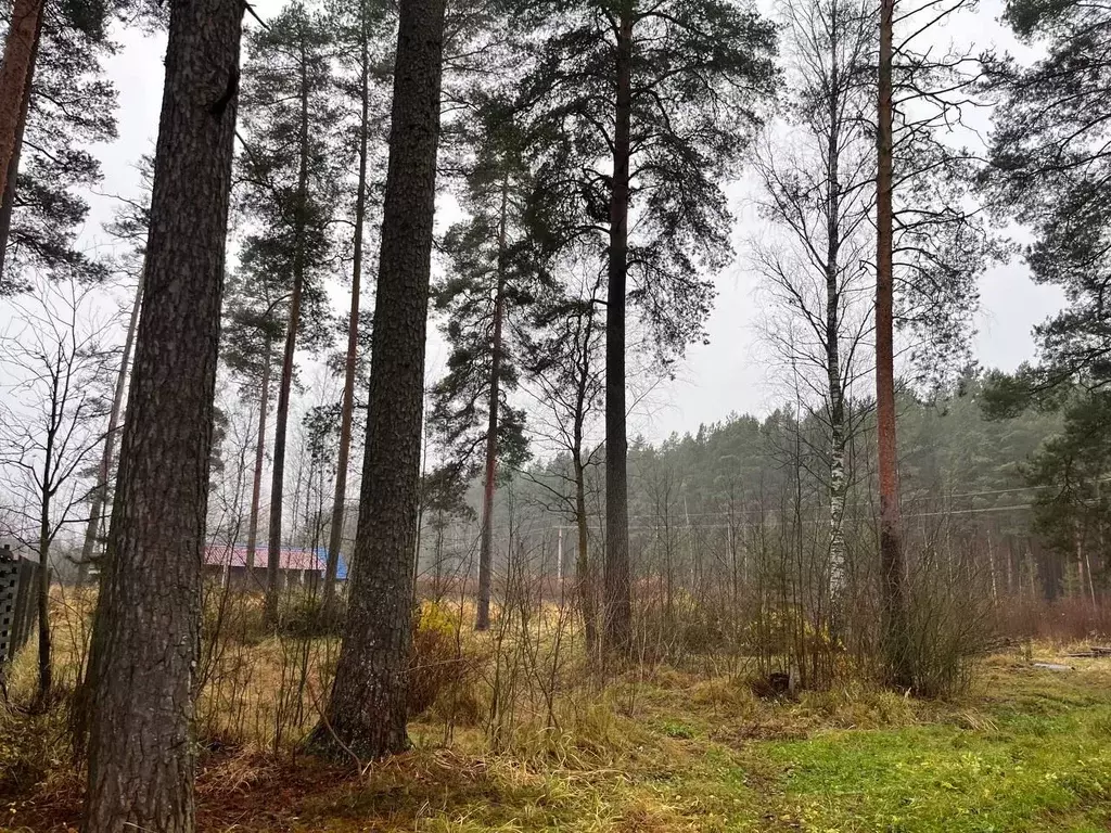 Участок в Ленинградская область, Гатчинский муниципальный округ, ... - Фото 1