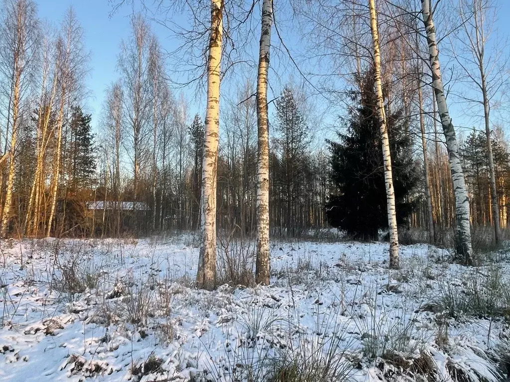 Участок в Ленинградская область, Всеволожское городское поселение, ... - Фото 2