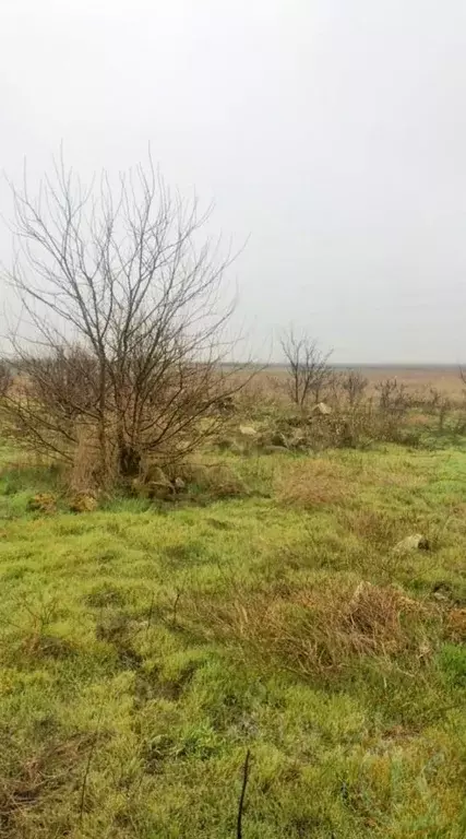 Участок в Крым, Сакский район, Веселовское с/пос, с. Порфирьевка ул. ... - Фото 0