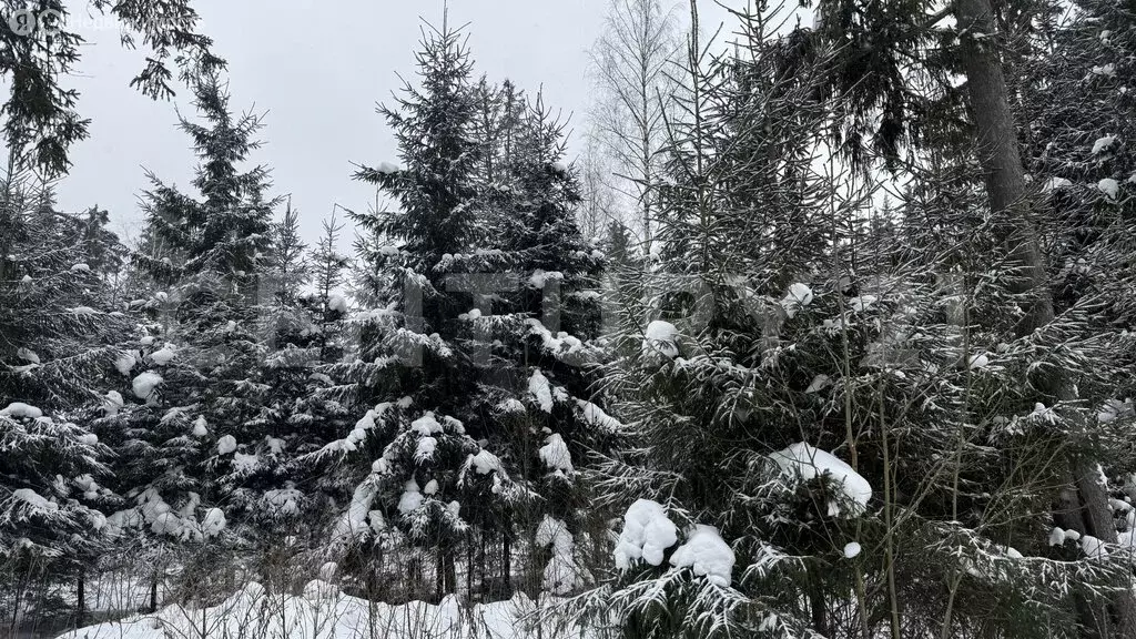 Участок в Ломоносовский район, Кипенское сельское поселение, деревня ... - Фото 1