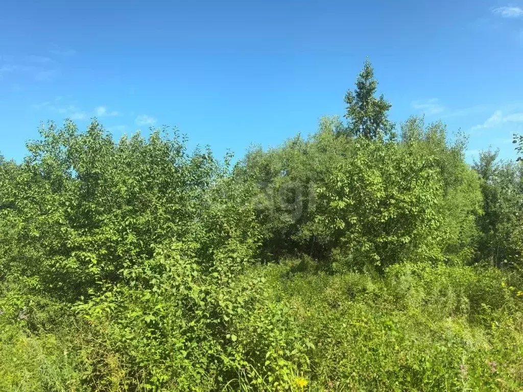 Участок в Амурская область, Благовещенск с. Верхнеблаговещенское,  ... - Фото 2