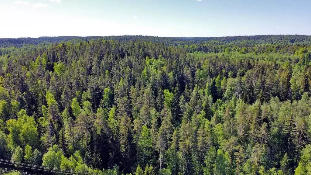 Участок в Карелия, Лахденпохья ул. Аркадия Маркова (6.0 сот.) - Фото 2