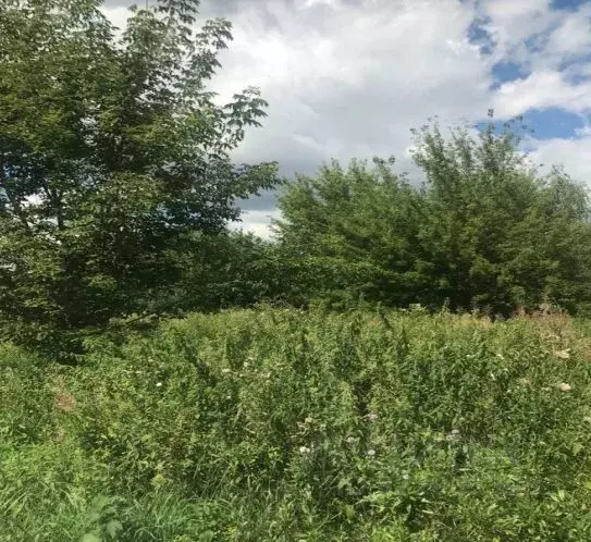 Участок в Московская область, Зарайск муниципальный округ, Деревня ... - Фото 1