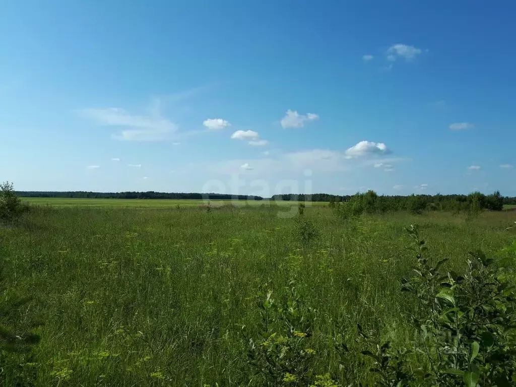 Участок в Курганская область, с. Шатрово пл. Центральная (12720.0 ... - Фото 2