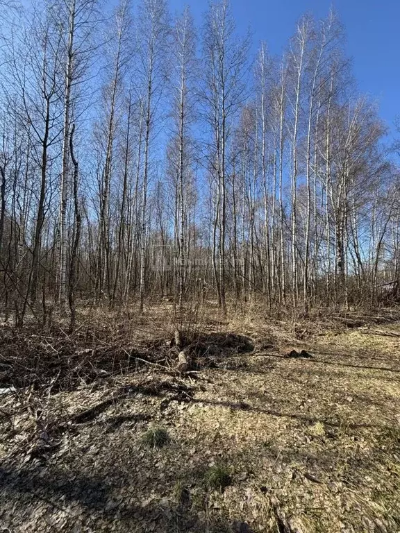 Участок в Владимирская область, Суздальский район, Новоалександровское ... - Фото 1