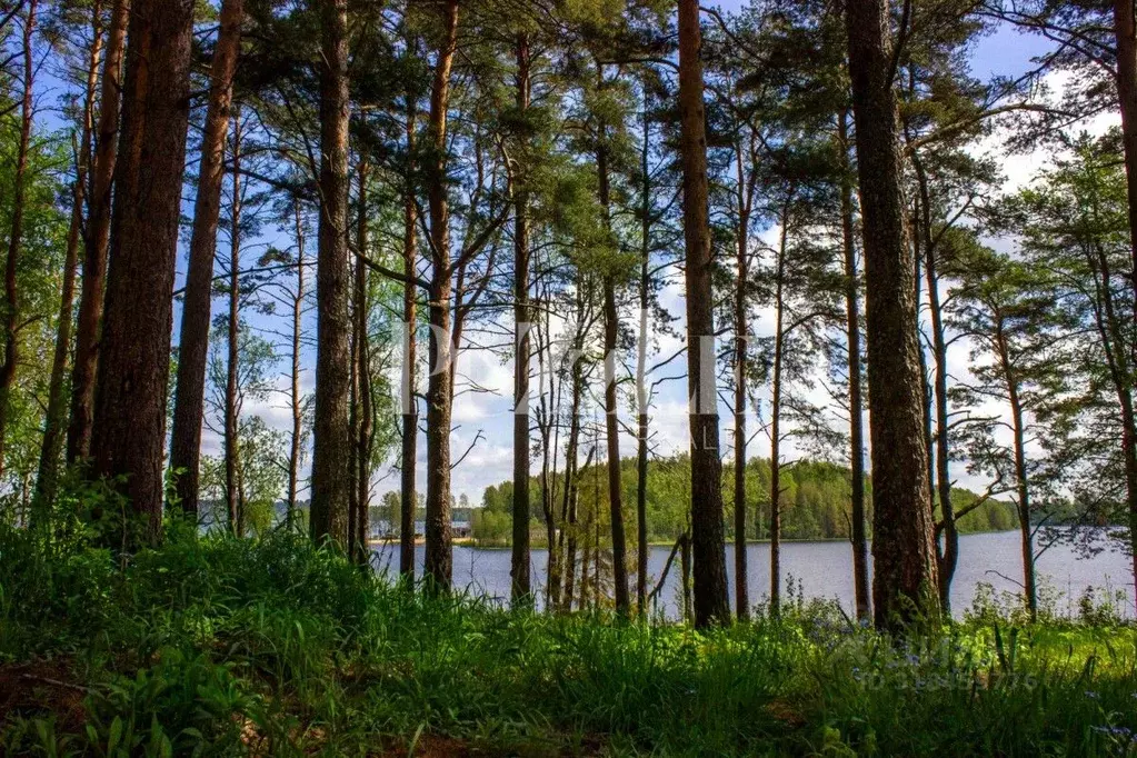 Участок в Ленинградская область, Всеволожский район, Куйвозовское ... - Фото 0