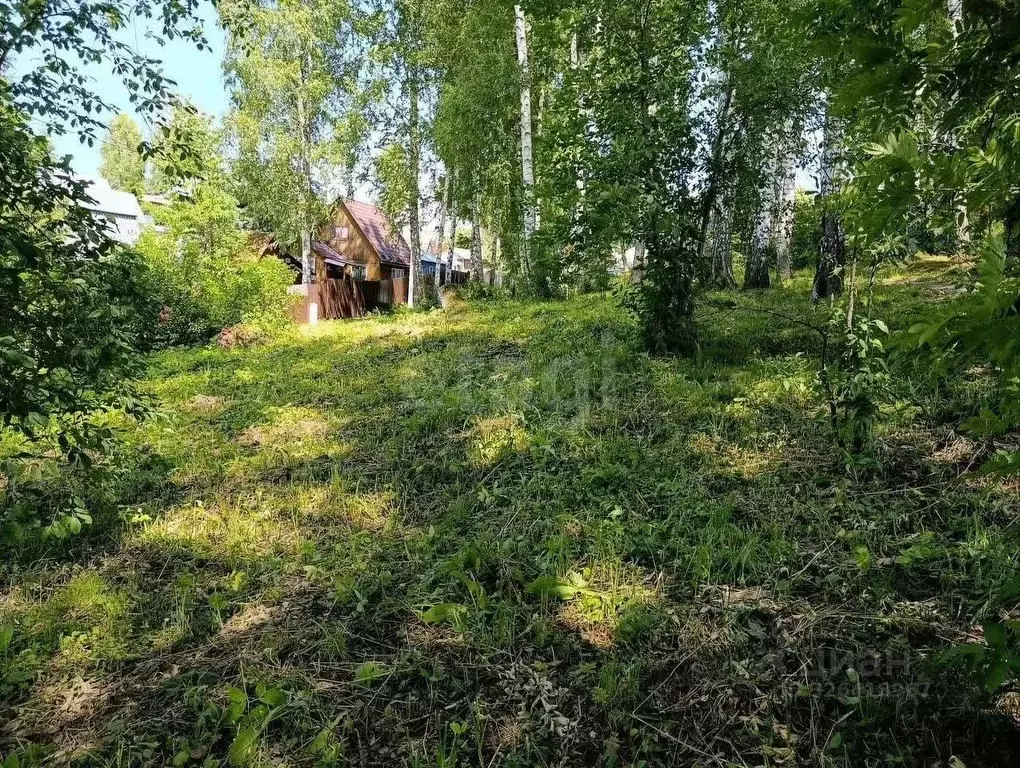 Участок в Новосибирская область, Новосибирский район, Раздольненский ... - Фото 1