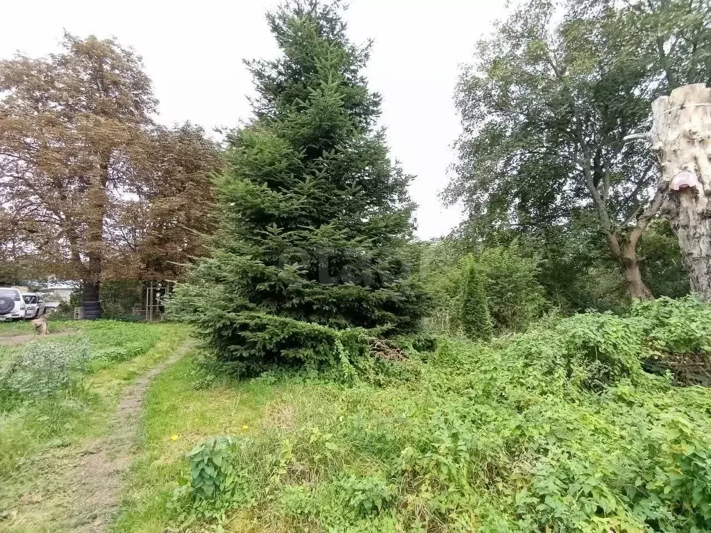 Участок в Калининградская область, Гурьевский муниципальный округ, ... - Фото 1