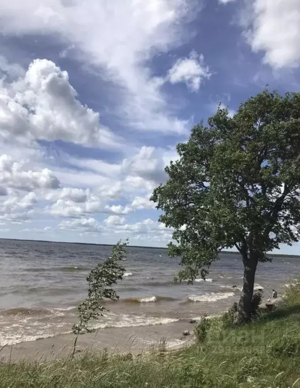 Участок в Псковская область, Гдовский район, Добручинская волость  ... - Фото 2