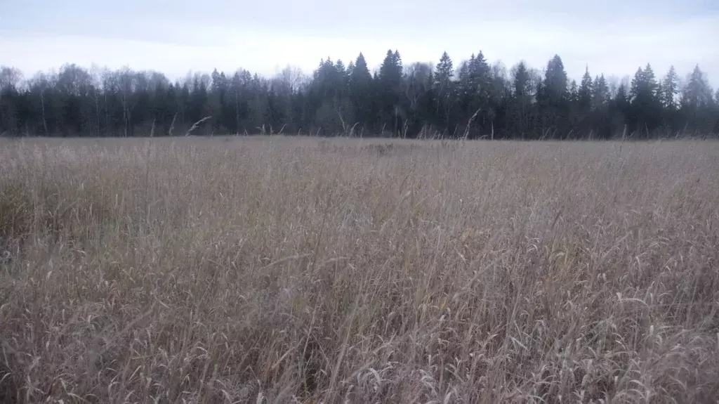 Участок в Московская область, Шаховская муниципальный округ, с. Белая ... - Фото 1