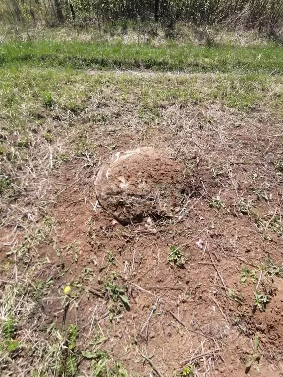 Участок в Смоленская область, Рославльский муниципальный округ, ... - Фото 2