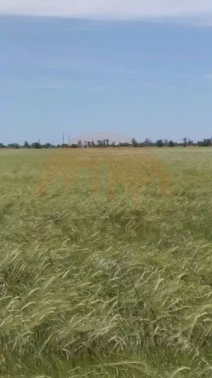 Участок в Крым, Сакский район, с. Геройское ул. Рабочая (356.35 сот.) - Фото 2