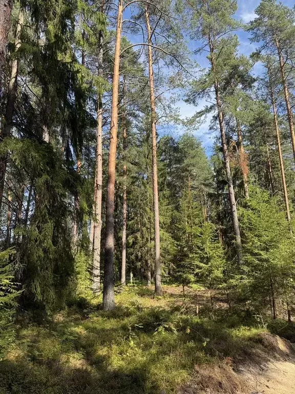 Участок в Санкт-Петербург пос. Репино, Финляндская ул. (153.0 сот.) - Фото 1