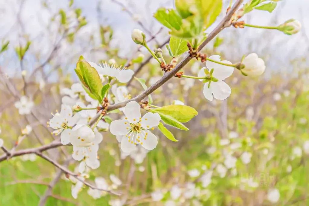 Дом в Сахалинская область, Холмский городской округ, с. Костромское ... - Фото 1