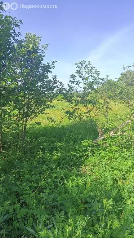 Участок в Новгородская область, Крестецкий муниципальный округ, ... - Фото 1