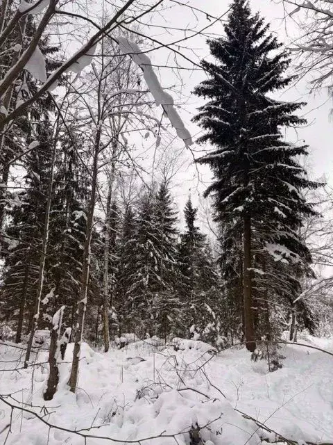 Участок в Московская область, Волоколамский муниципальный округ, ... - Фото 1
