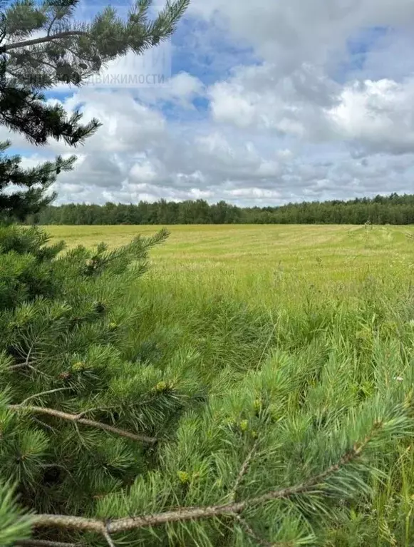Участок в Ивановская область, Ивановский район, Беляницкое с/пос, д. ... - Фото 2