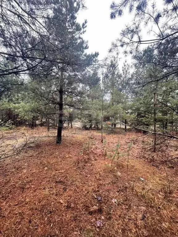 Участок в село Староживотинное, улица Владимира Семёнова (10 м) - Фото 1