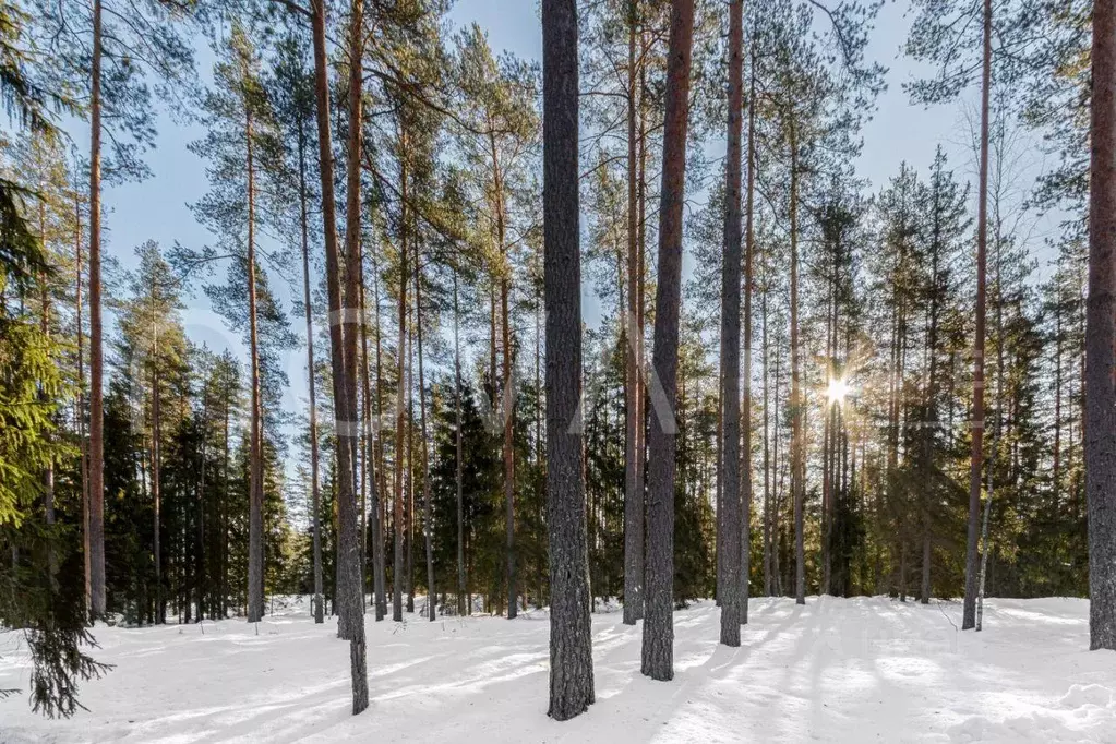 Участок, 38 сот., поселения (ижс) - Фото 1