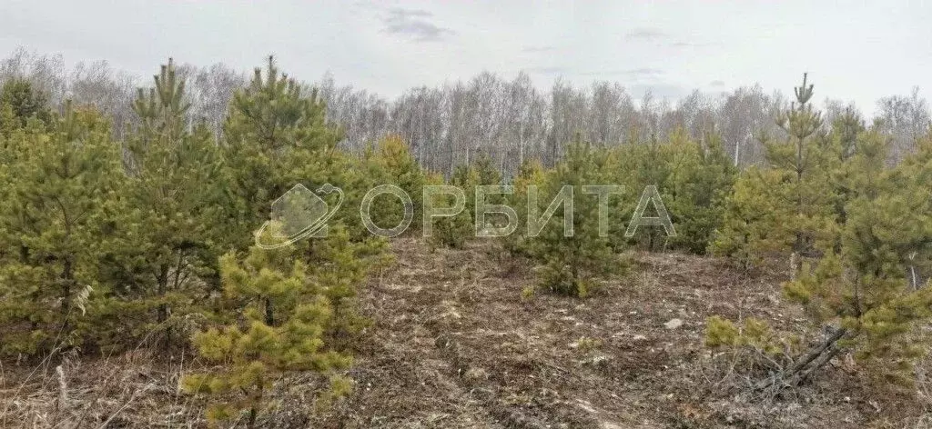 Участок в Тюменская область, Тюменский район, д. Якуши ул. А. Алиш ... - Фото 1