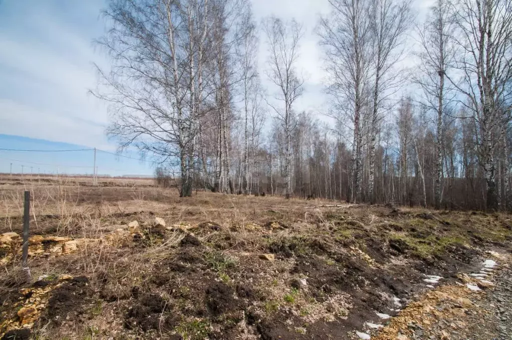 Участок в Новосибирская область, Новосибирский район, Березовский ... - Фото 1