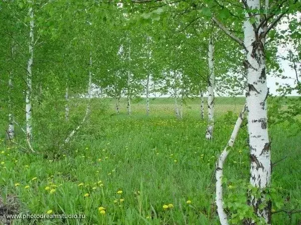 Участок в Нижегородская область, Нижний Новгород д. Малиновка, 56А ... - Фото 1