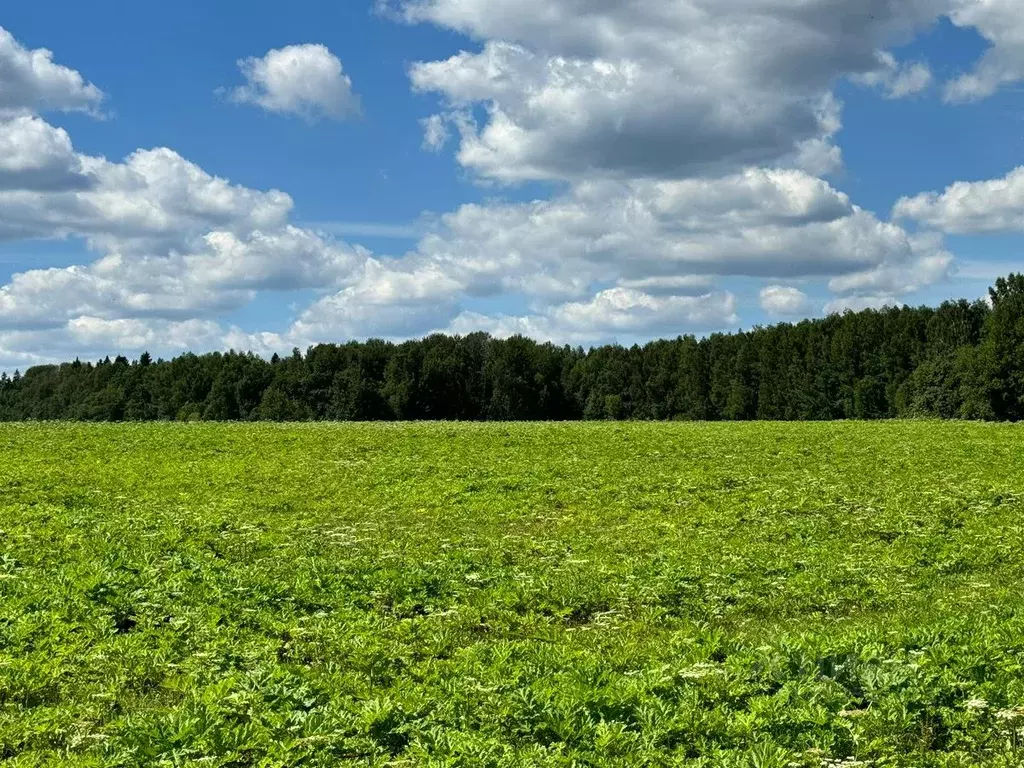 Участок в Московская область, Солнечногорск городской округ, д. Мостки ... - Фото 0