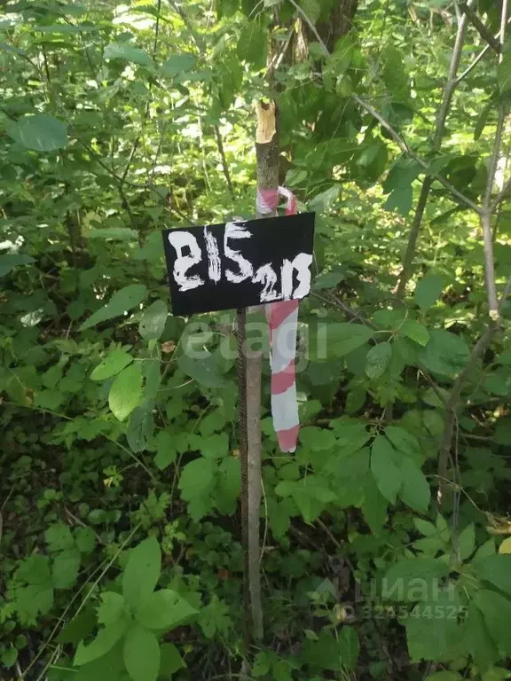 Участок в Калужская область, Бабынинский муниципальный округ, ... - Фото 2