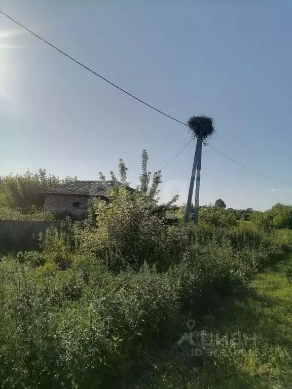 Участок в Курская область, Золотухинский район, Тазовский сельсовет, ... - Фото 1