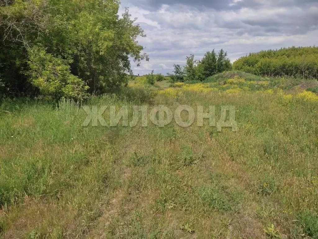 Участок в Алтайский край, Барнаул городской округ, пос. Черницк ул. ... - Фото 0
