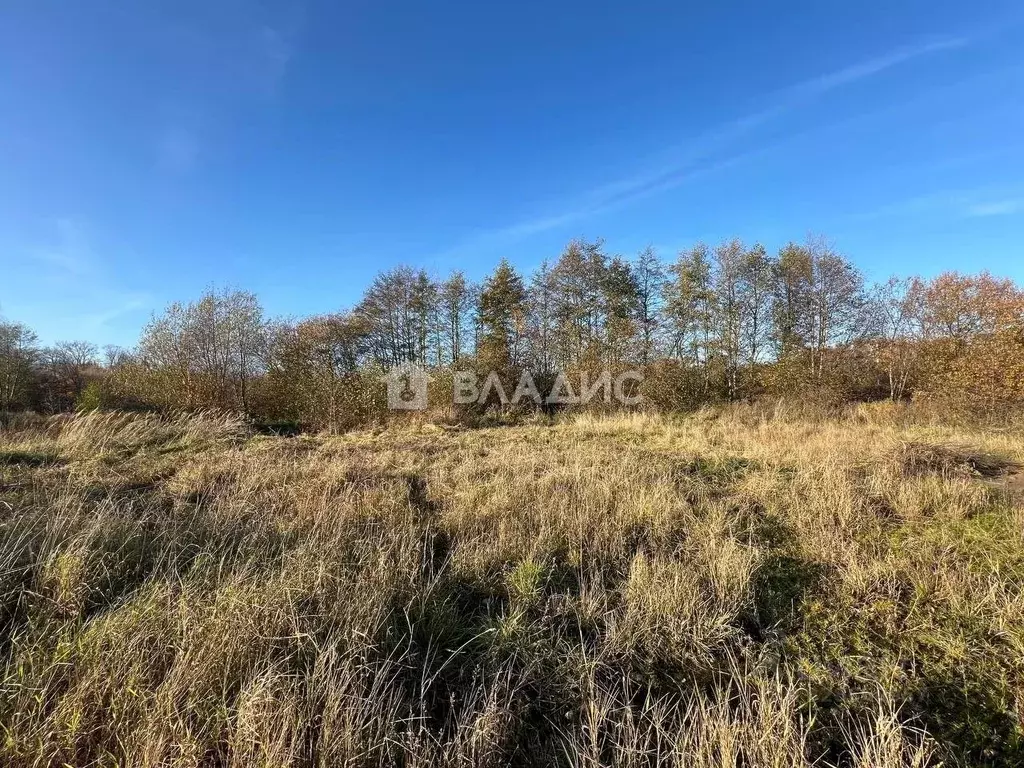 Участок в Калининградская область, Зеленоградский муниципальный округ, ... - Фото 1