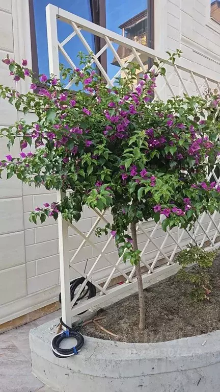 3-к кв. Краснодарский край, Сочи городской округ, с. Веселое ул. Мира, ... - Фото 2