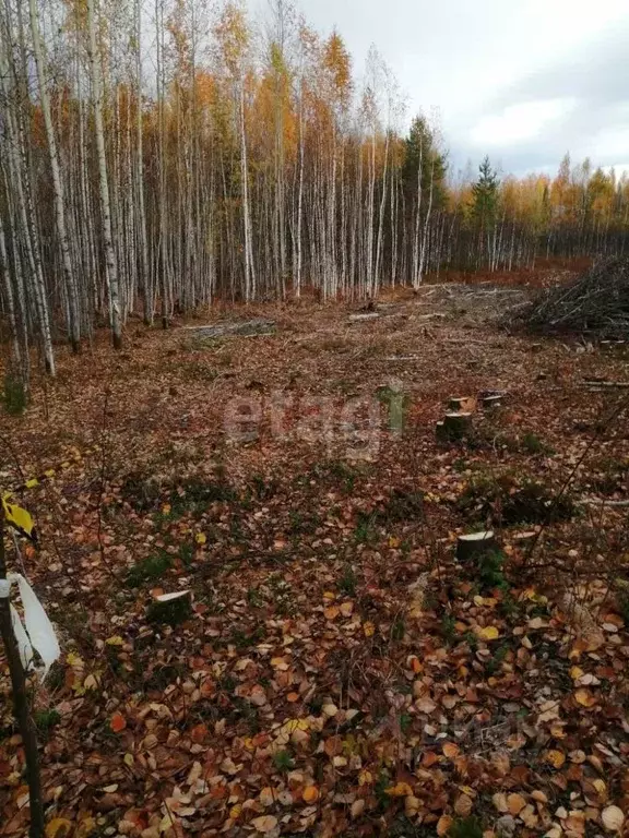 Участок в Ханты-Мансийский АО, Ханты-Мансийск Виктория СОНТ, 2 (7.1 ... - Фото 0