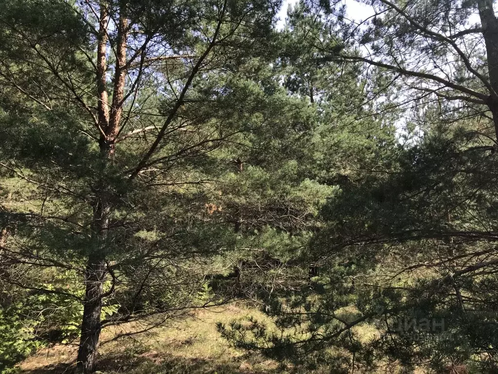 Участок в Псковская область, Палкинская волость, д. Костыгово  (210.0 ... - Фото 2