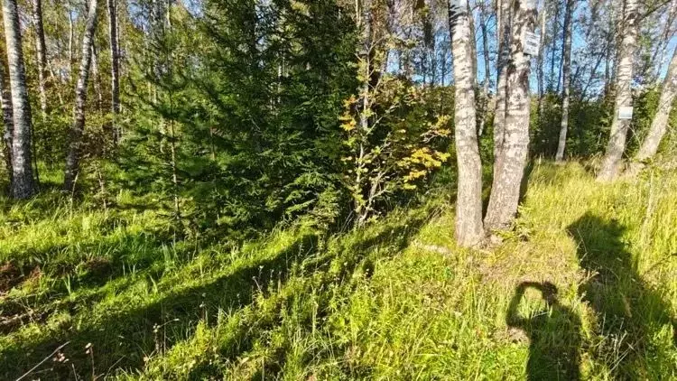 Участок в Московская область, Рузский муниципальный округ, Папино тер. ... - Фото 2