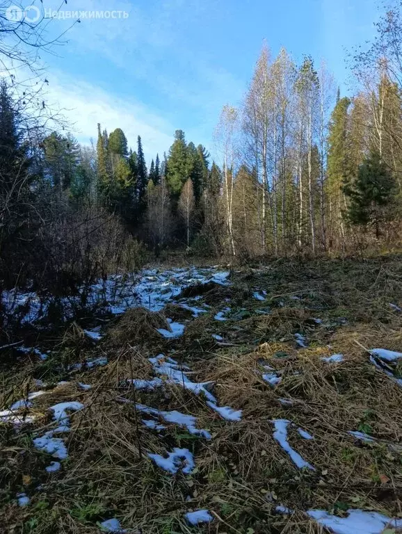 Участок в Артыбаш, Телецкая улица (50 м) - Фото 1