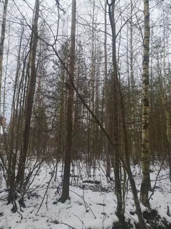 Участок в Ленинградская область, Всеволожский район, Щегловское с/пос, ... - Фото 2