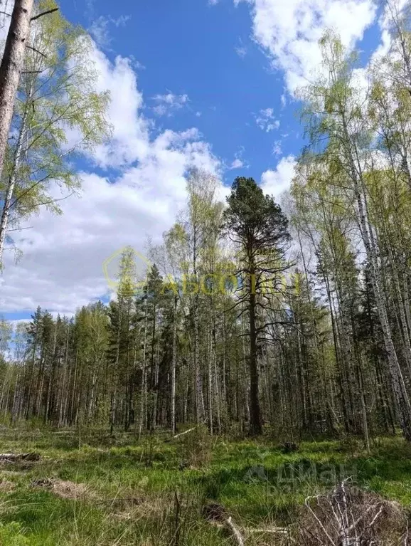 Участок в Свердловская область, Ревда муниципальный округ, с. Кунгурка ... - Фото 1