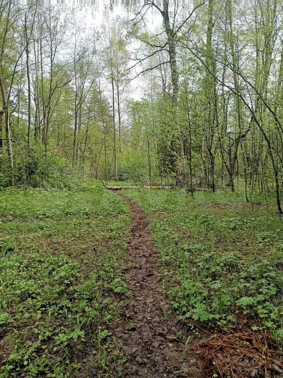 Участок 10 сот. (СНТ, ДНП) - Фото 0