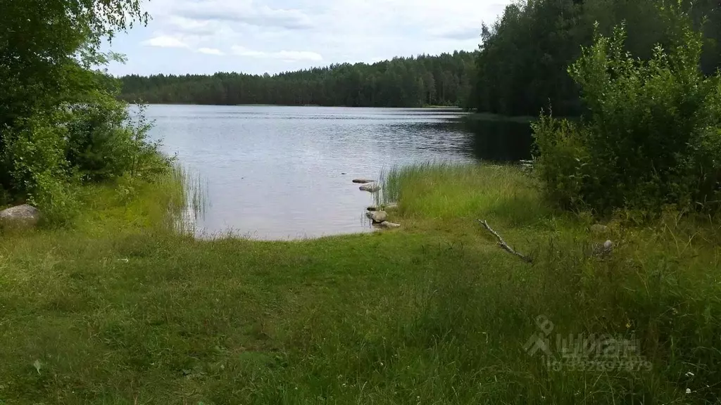 Участок в Ленинградская область, Лодейнопольский район, Алеховщинское ... - Фото 2