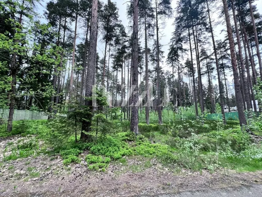 Участок в Санкт-Петербург, Санкт-Петербург, Зеленогорск  (37.84 сот.) - Фото 2
