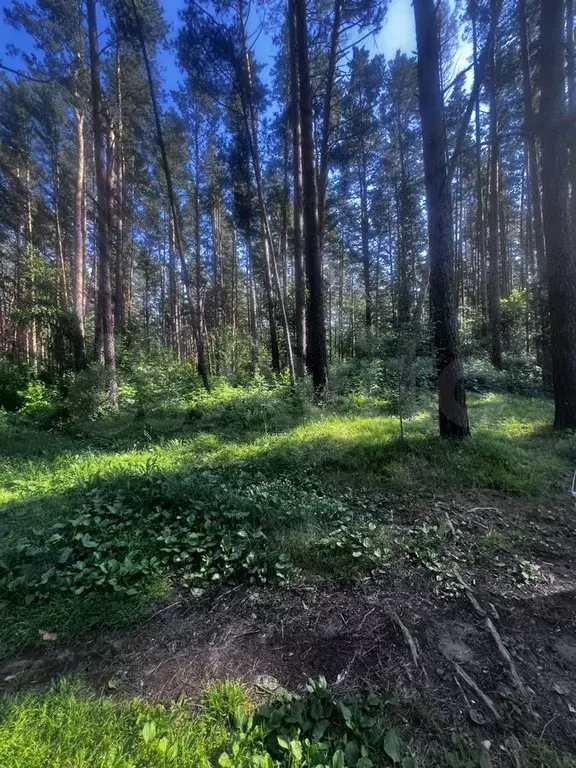 Участок 6 сот. (СНТ, ДНП) - Фото 1
