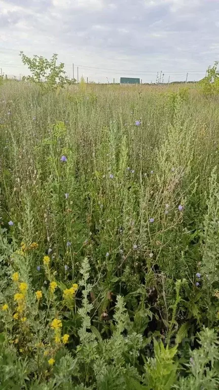 Участок в Башкортостан, Чишминский район, Лесной сельсовет, с. ... - Фото 1