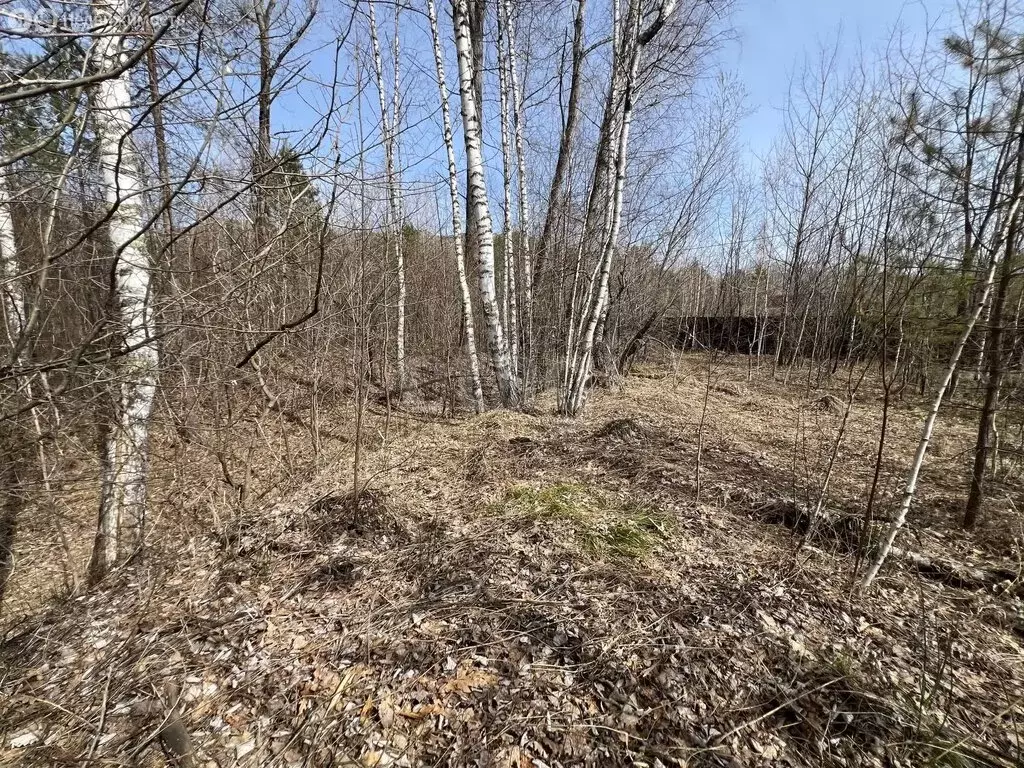 Участок в Майминский район, Соузгинское сельское поселение, посёлок ... - Фото 2