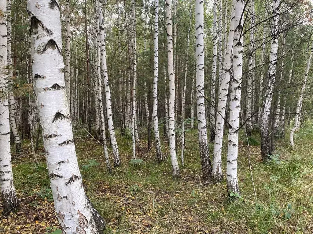 Участок в Свердловская область, Верхняя Пышма городской округ, с. ... - Фото 1