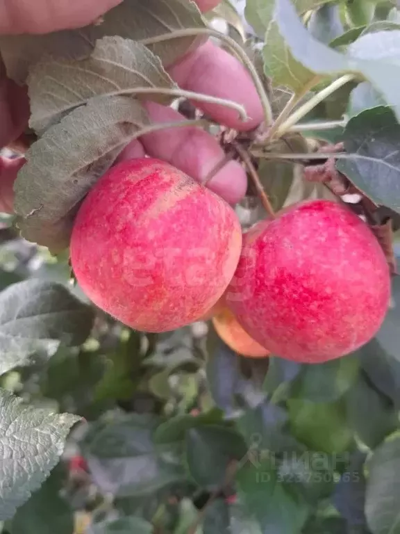 Участок в Новосибирская область, Новосибирский район, Мочищенский ... - Фото 1