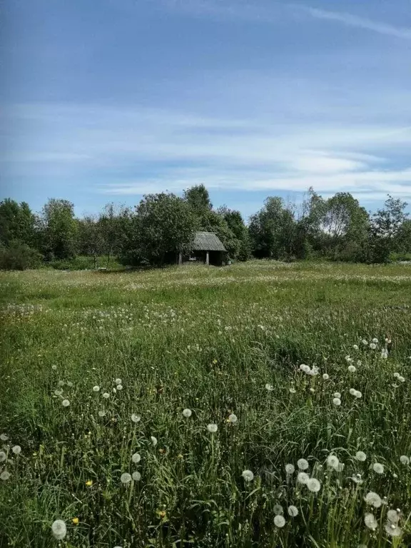 Участок в Новгородская область, Новгородский район, Савинское с/пос, ... - Фото 2